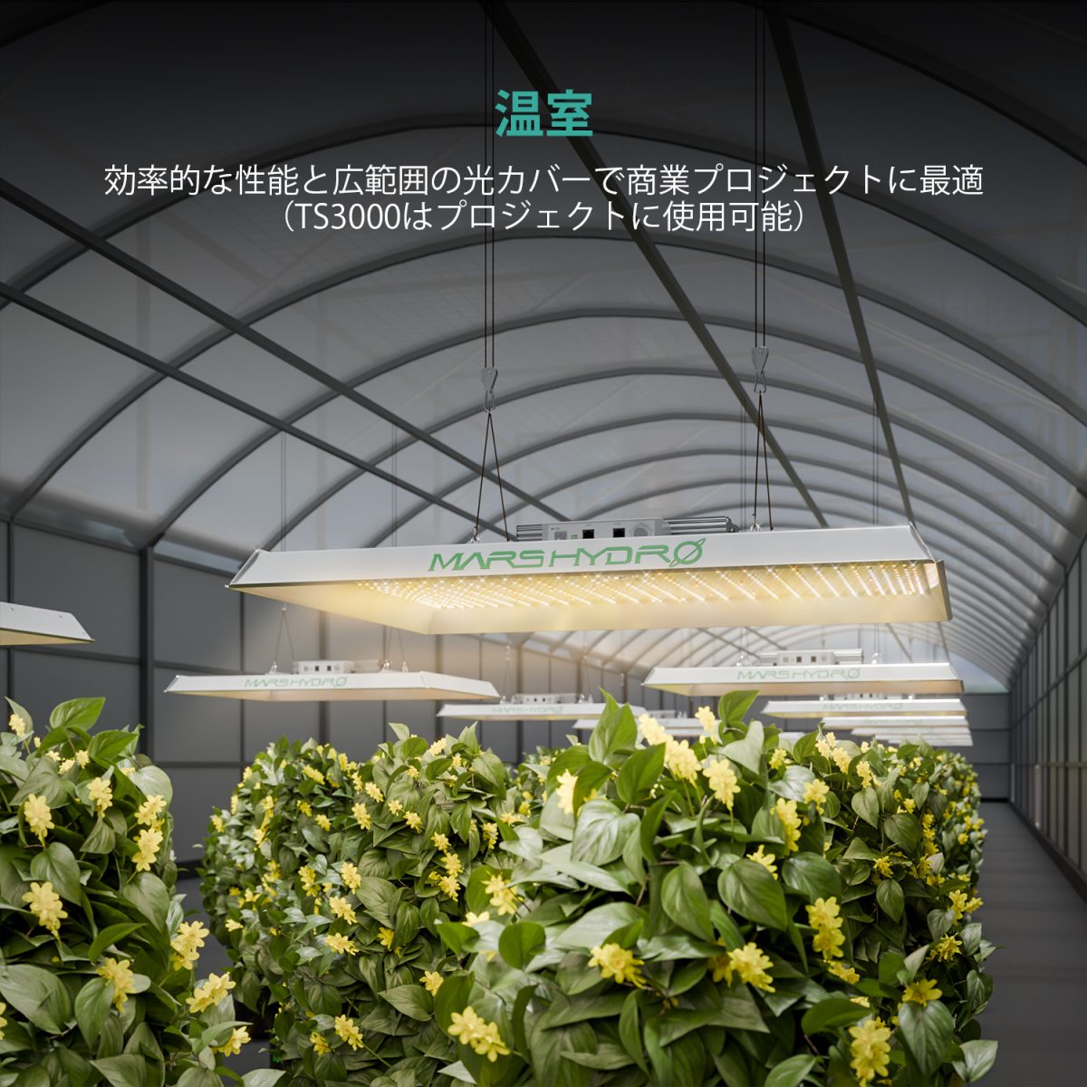 TS 3000 420W 植物育成LEDライト 範囲150x150CM - Mars Hydro JP