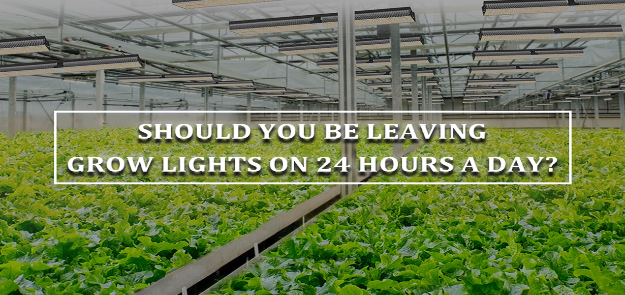 Should You Be Leaving Grow Lights On 24 Hours A Day Mars Hydro JP