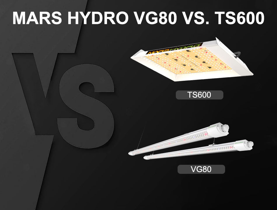 Mars Hydro TS600 VS VG80、どっちがいい？